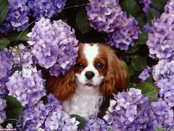 Обои – маленькая собачка в сиреневых цветах, , цветы, собачка