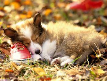 Обои – щенок колли спит на кроссовке, , кроссовок, колли, щенок, собака, спит, сон, осень, листопад