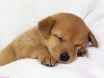 Сладкий сон маленького щенка, обои щенок, , щенок, малыш, спит, сон, собака