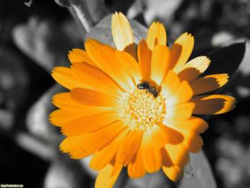 Желтый цветок и пчела, обои с цветами, , цветок, макро, желтый, серый, пчела, насекомое, опыление, нектар, лепестки
