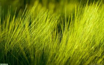 Широкоформатные обои природы: мягкая травка, макро фото трав, , трава, макро, фото, зелень