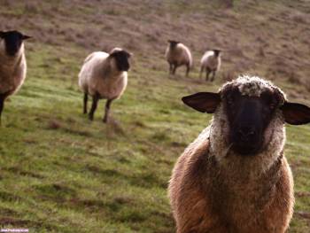 Породистые овцы - обои на рабочий стол, , овца, порода, луг, морда, фото