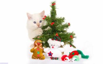 Новогодние обои с котенком, обои на Новый год, , Новый год, елка, котенок, подарки