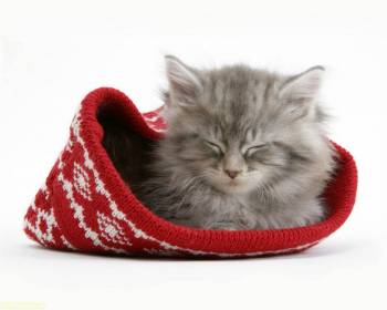 Котенок спит в красной шапке, , сон, котенок, шапка, красный, серый