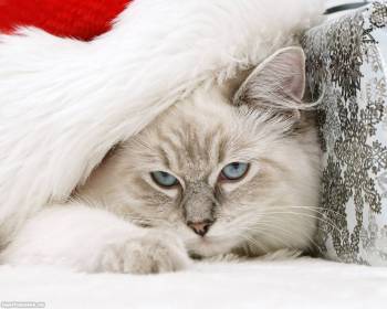 Обои Новый год, красивые новогодние обои с котенком, , котенок, Новый год, шапка, белый