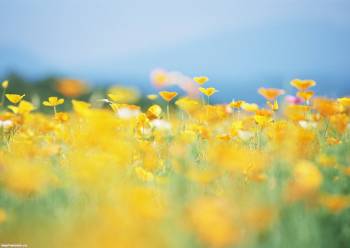 Полевые цветы - обои с цветами, , цветы, поле, желтый, лето