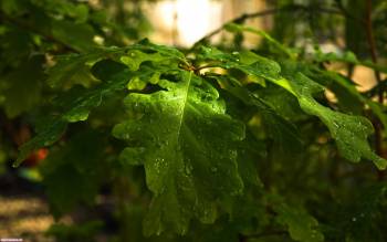 Сочные листья дуба - обои природы, , дерево, лист, дуб, роса
