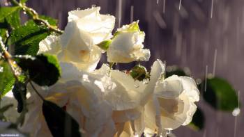 Нежная ветка белых роз под летним дождем, , розы, ветка, дождь, лето, солнце