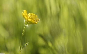 Маленький желтый цветочек - обои с цветами, , цветок, малыш, трава