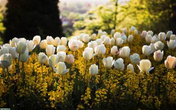 Белые тюльпаны - обои с тюльпанами  2560x1600 пикселей, , тюльпан, цветок, весна
