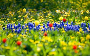 Вся красота весны - обои с цветами, , весна, цветы, поле