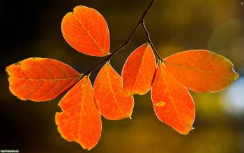 Ветка с оранжевыми листьями - обои природы, , ветка, листья, осень