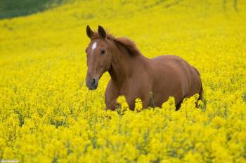 Красивые и новые обои с конем в поле, обои с лошадьми, , лошадь, конь, жеребец, кобыла, поле, луг, желтый