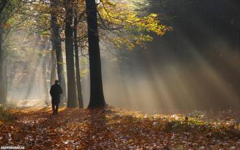 В осеннем лесу утром, широкоформатные обои, , лес, утро, осень, лучи, дерево, прогулка, человек, тропинка, листопад, настроение, меланхолия, мысли