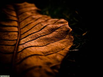 Сухой осенний лист - обои природы на рабочий стол, , лист, прожилки, сухой, осень, макро