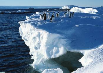 Пингвины на большой льдине - обои с пингвинами, , пингвин, льдина, север, океан, холод, птицы