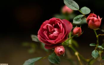 Роза - обои с красивыми цветами на рабочий стол, , роза, цветок, весна, тепло, королева