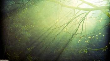 Лучи солнца сквозь листву деревьев - обои на рабочий стол, , лучи, дерево, лес