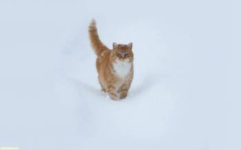 Шикарный рыжий кот на снегу, широкоформатные обои, , кот, рыжий, снег