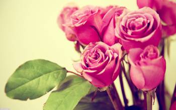 Красивые обои с розами на рабочий стол, , розы, букет, цветы