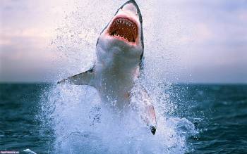 Зубастая акула - обои с морскими животными, , акула, пасть, зубы, хищник, морской, животное