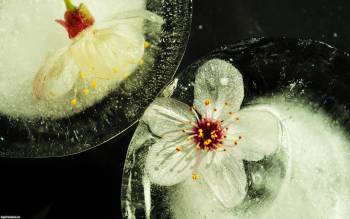 Цветки вишни во льду - обои на рабочий стол, , цветок, вишня, лед
