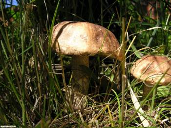Дары природы - обои с грибами на рабочий стол, , дары, гриб, трава