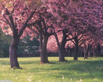 Цветущие деревья - обои весны 1280x1024 пикселей, , цвет, дерево, аллея, весна
