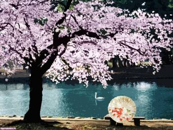 Цветущая сакура  - обои на рабочий стол, , сакура, зонт, Китай, лебедь, озеро