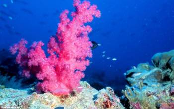 Кораллы - обои морских глубин 1280x800 пикселей, , коралл, глубина, море, океан, дно
