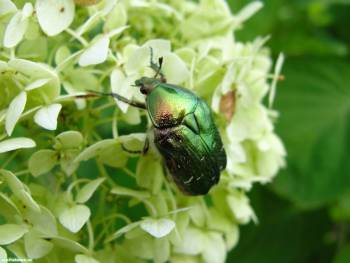 Весенние хлопоты насекомых - обои с жуками 1600x1200 пикселе, , весна, цветок, жук, бронзовка, майский