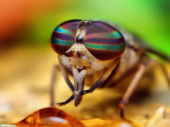 Муха  - цокотуха - обои с насекомыми, , муха, глаза, сетчатка, фото, макро