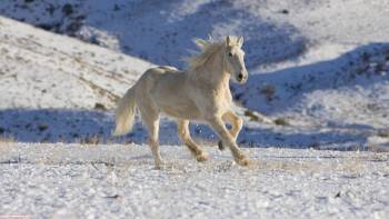 Белый конь - обои с животными, , конь, лошадь, животное