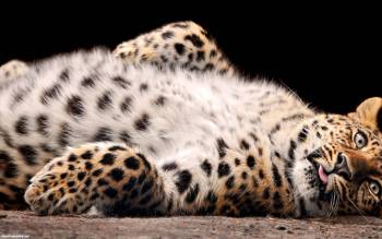 Леопардовое брюшко - обои с животными 1920x1200 пикселей, , леопард, животное, хощник, брюхо