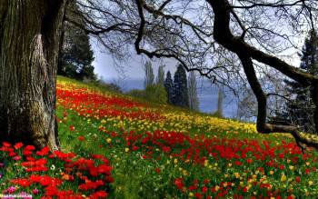 Поляна тюльпанов - обои природы на рабочий стол, , поляна, тюльпаны, весна