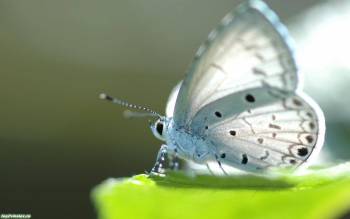 Белая бабочка - обои с насекомыми 1680x1050 пикселей, , бабочка, насекомое, весна, крылья