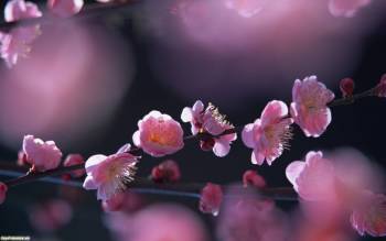 Весенняя цветущая ветка - обои весны на рабочий стол, , весна, ветка, цветы