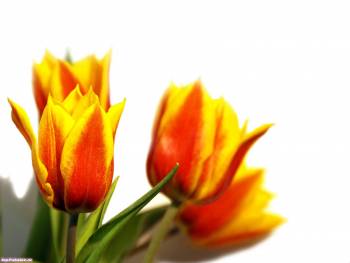 Тюльпаны  - весенние цветы на рабочий стол, , цветы, тюльпаны, букет, весна