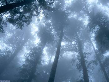 Туман в лесу - обои с видами природы, , туман, деревья, лес, крона