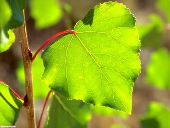 Лист винограда - обои на рабочий стол, , виноград, лист, побег, лоза