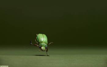 Мультяшный жук слушает музыку, , жук, музыка, наушники, зелень