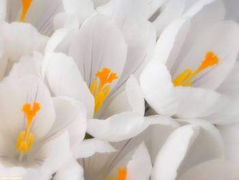 Крокусы цветут - обои с весенними цветами, , крокусы, цветы, белый, весна