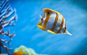 Яркая океанская рыбка - обои морских глубин, , рыбка, море, дно, кораллы