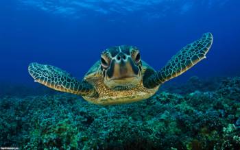 Морская черепаха - обои с видами морских животных, , черепаха, море, фото, дно, океан