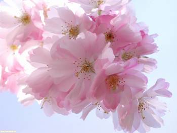 Обои – розовые весенние цветы, , цветение, весна, розовый, веточка, нежность, настроение