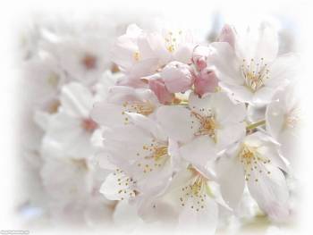 Красивые белые цветы на ваш рабочий стол, обои 1600х1200, , цветы, белый, весна