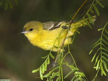 Маленькая желтая птичка на ветке, обои с птицами, , птичка, ветка