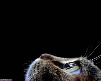 Макро-фото кошачьего глаза, глаз кота макро-фото, , кот, глаз, макро, фото, макро-фото