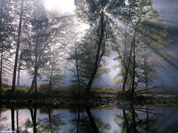 Туманное утро - обои с шикарными видами природы, , туманн, утро, озеро, дерево, лучи