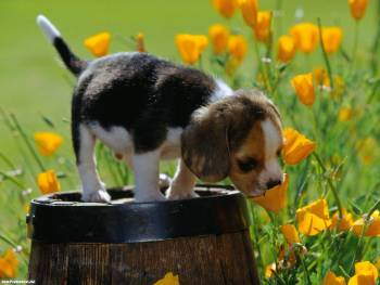 Щенок и желтый цветы, обои на рабочий стол, , щенок, цветы, бочка, собака, пес, лето, настроение, детеныш